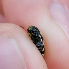 Acmaeodera obtusa