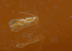 Philonome clemensella