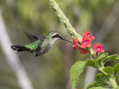 Green-Tailed Emerald photo 4