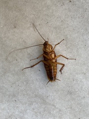 Periplaneta americana