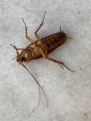 Periplaneta americana