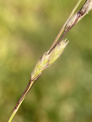 Melica spectabilis