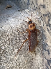 Periplaneta americana