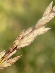 Melica spectabilis