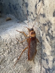 Periplaneta americana