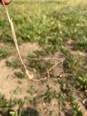 Melica spectabilis