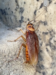 Periplaneta americana