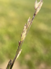 Melica spectabilis