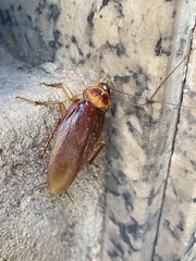 Periplaneta americana