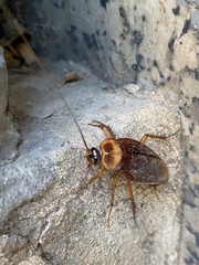 Periplaneta americana
