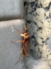 Periplaneta americana