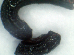 Ctenocephalides canis