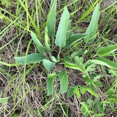 Arnoglossum