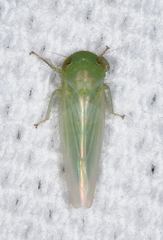 Chlorotettix viridius