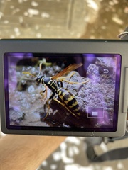 Polistes dominula