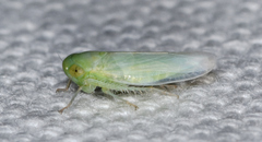 Chlorotettix viridius