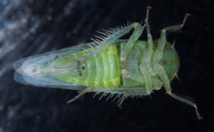 Chlorotettix viridius