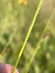 Carex luzulina