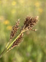 Carex luzulina