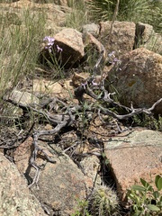 Hesperidanthus linearifolius