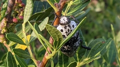 Capnodis cariosa