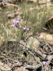 Hesperidanthus linearifolius