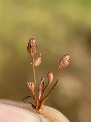Juncus kelloggii