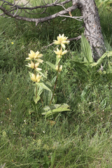 Gentiana burseri burseri