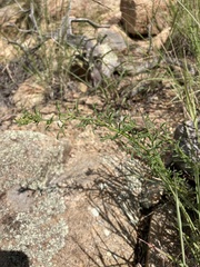 Erigeron neomexicanus