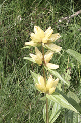 Gentiana burseri burseri