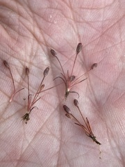 Juncus kelloggii