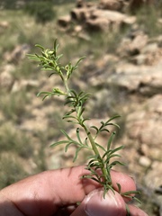 Erigeron neomexicanus
