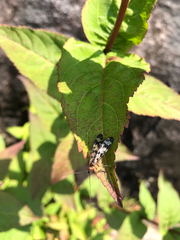 Panorpa carolinensis