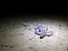 Hypsiglena ochrorhynchus klauberi