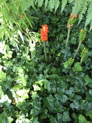 Arum cylindraceum