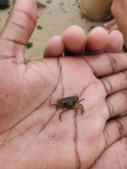 Rhithropanopeus harrisii