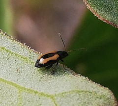 Phyllotreta variipennis