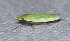 Draeculacephala bradleyi