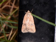 Micrathetis triplex