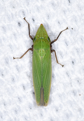Draeculacephala bradleyi