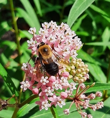 Bombus griseocollis