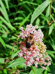 Bombus griseocollis