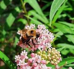 Bombus griseocollis