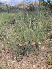 Sphaeralcea digitata