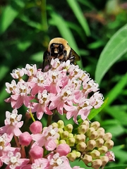 Bombus griseocollis