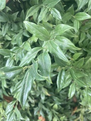 Sarcococca