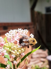 Bombus griseocollis