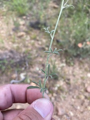 Sphaeralcea digitata