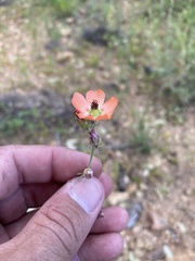 Sphaeralcea digitata