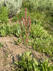 Rumex paucifolius